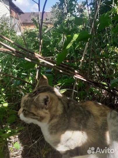 Кот, трёхцветный