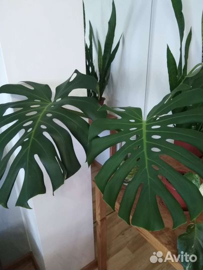 Монстеры разные