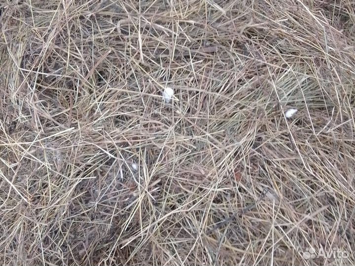 Сено большие рулоны 400 кг, в мешках