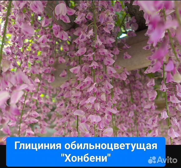 Глициния саженцы разных сортов