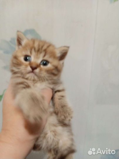 Котята шотландцы