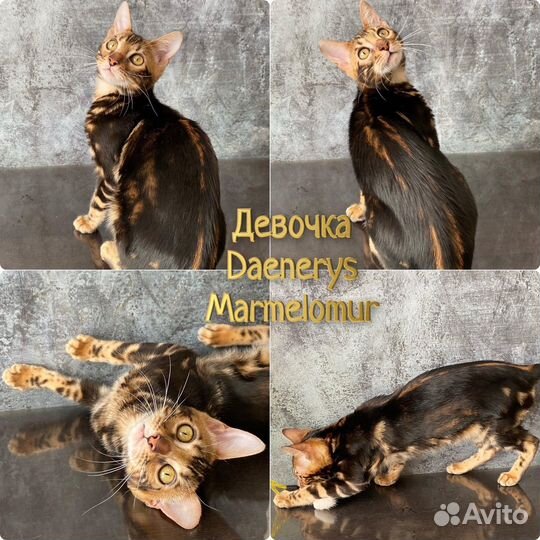 Бенгальские котята