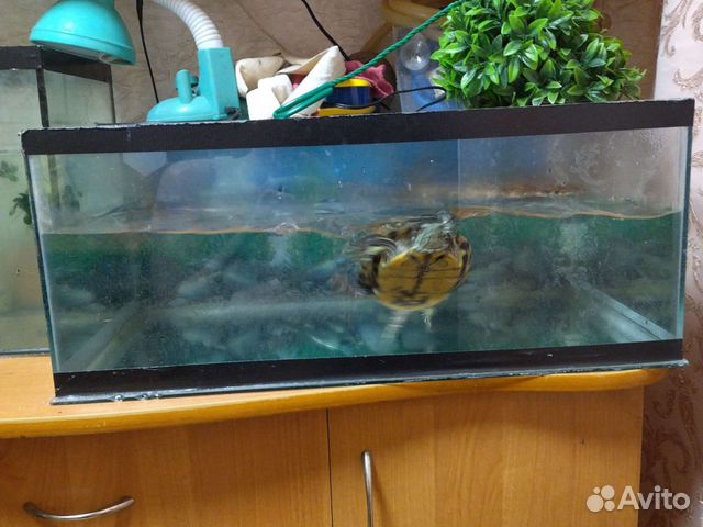 Авито аквариум для черепахи. Сколько раз в неделю нужно менять воду в аквариуме черепахе.