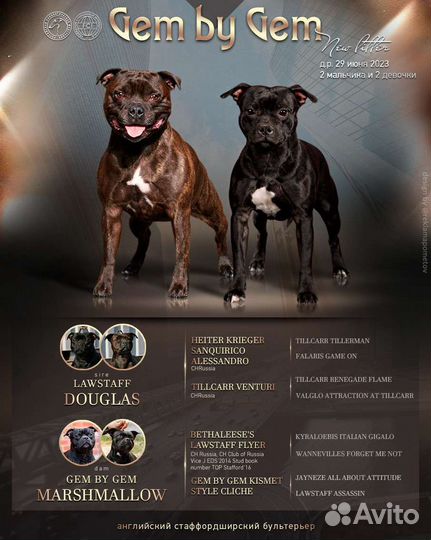 Стаффордширский бультерьер щенки