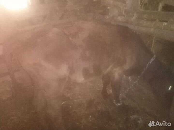 Продажа крс