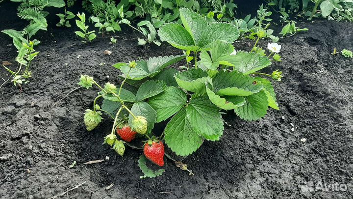 Рассада клубники сорт Мурана