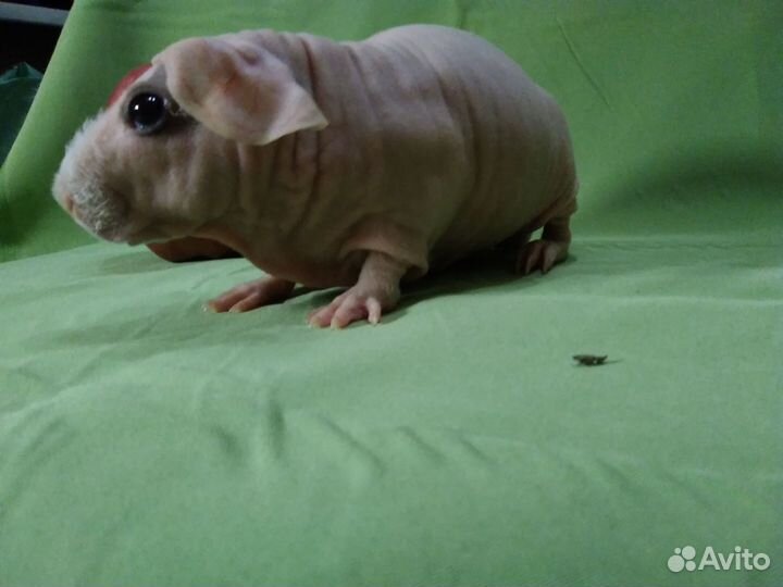 Морская свинка скинни