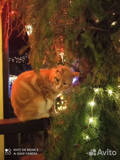 Котик. в дар. бесплатно