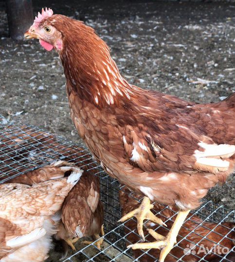 Куры несушки
