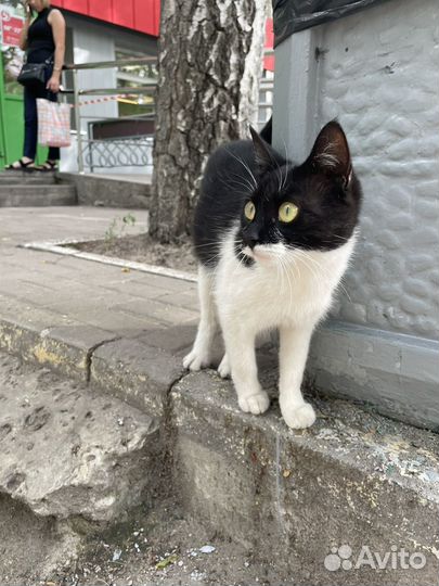 Котёнок ищет дом