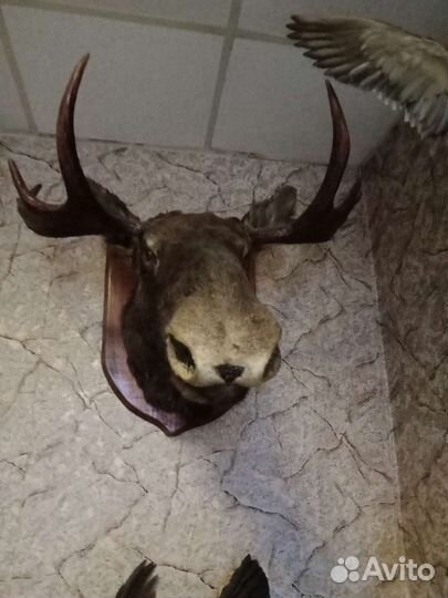Чучело головы лося