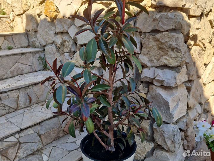 Фикус каучуконосный мелани