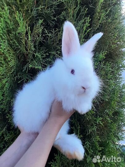 Кролики 