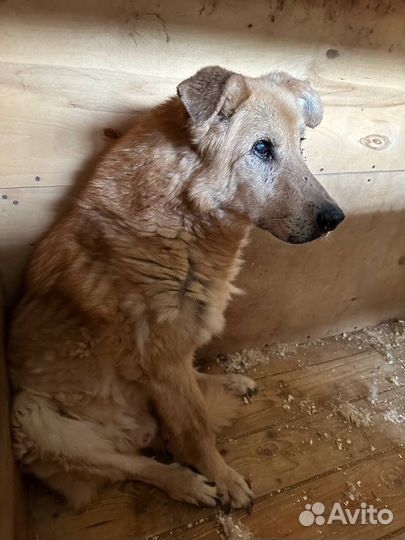 Помогите старичку найти дом