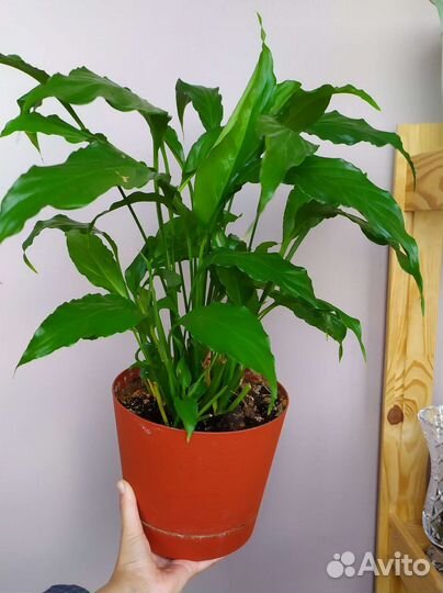 Спатифиллум