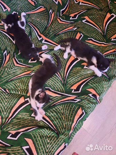 Кошка в дар бесплатно