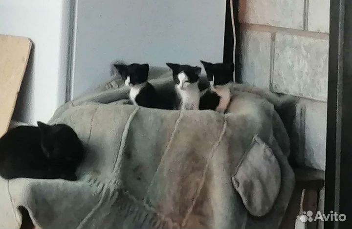 Котята в добрые руки