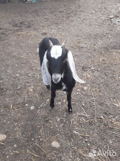 Нуйбийские козы