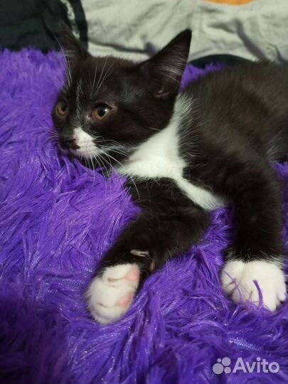 Котенок девочка