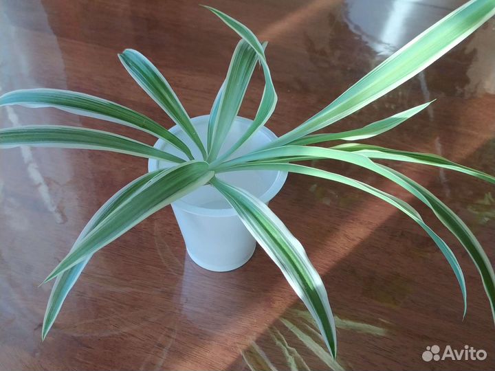 Хлорофитум отросток комнатного цветка хлорофитума