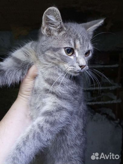 Ну просто замечательнейший котенок