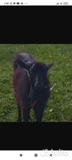 Продается комолый (безрогий) козел на племя