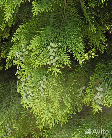 Кипарис, кипарисовик, разные виды, семена