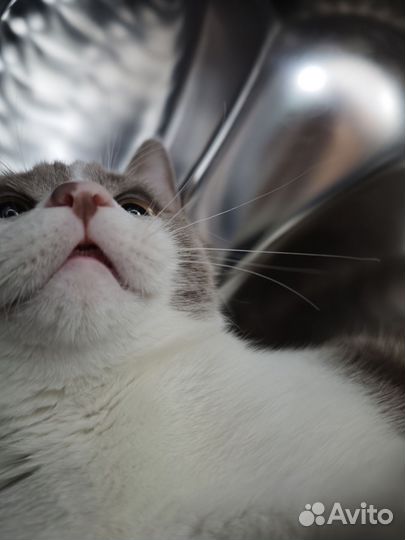 Отдам бесплатно котика
