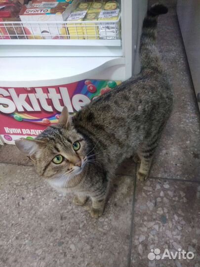 Котик 1.5года, Тигруш