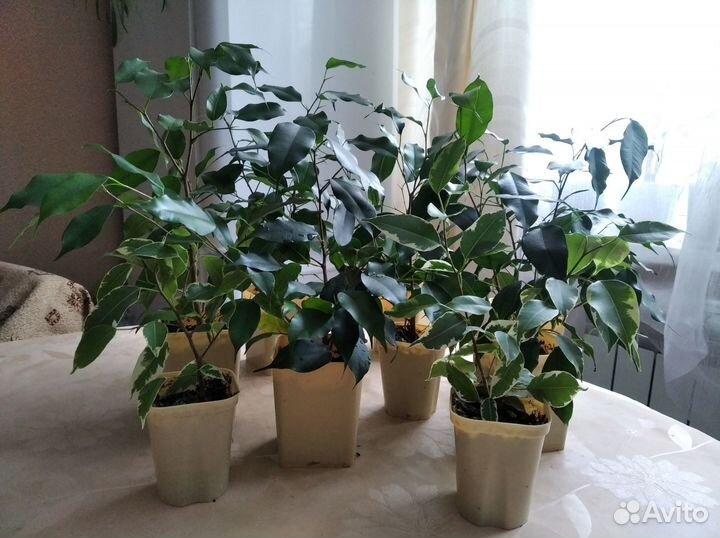 Фикус Бенджамина