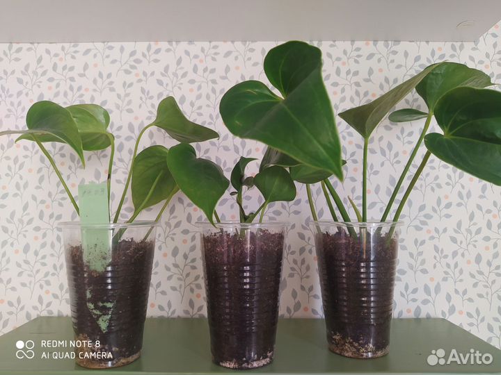 Антуриум, Комнатные цветы