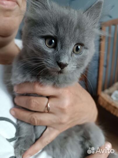 Котик Пушок в добрые руки