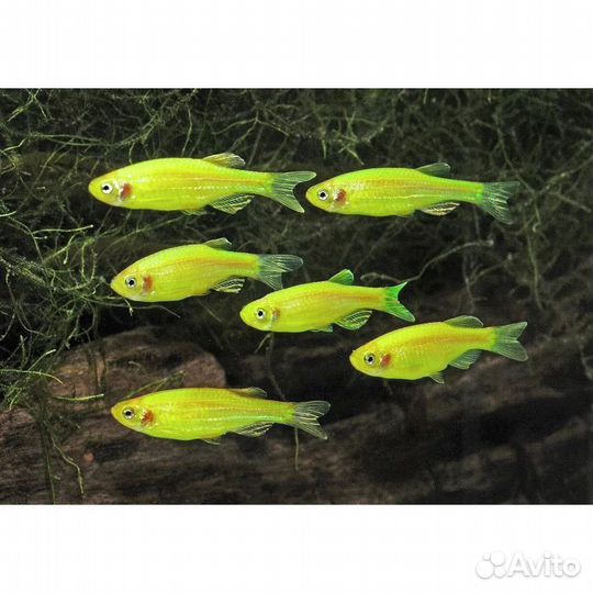 Аквариумные рыбки