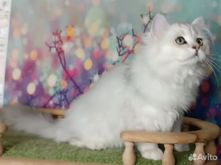 Британские котята длинношерстные