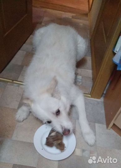 Собака вязка