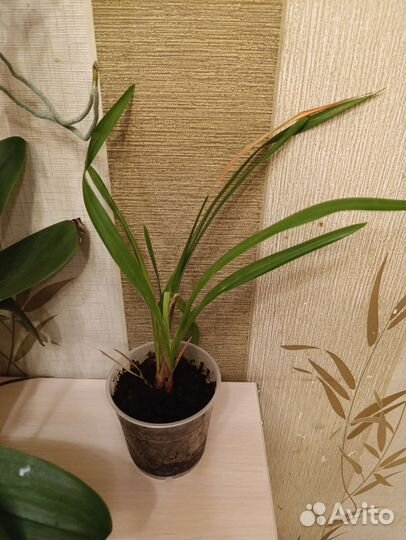 Орхидея фаленопсис