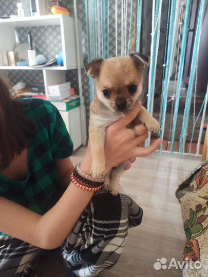 Чихухуа мини мальчик