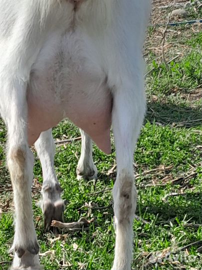 Козы дойные