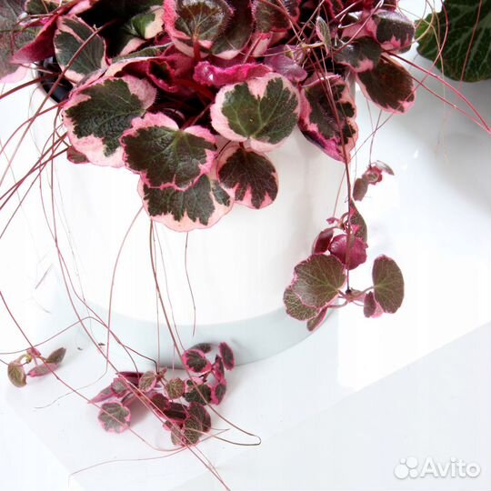 Камнеломка вариегатная, комнатная