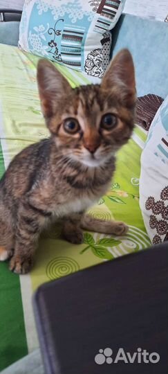 Кошка в дар бесплатно