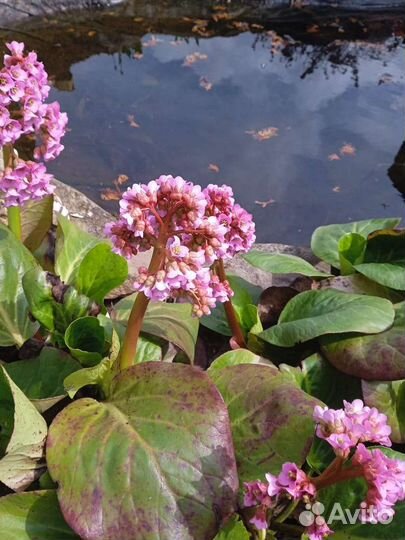 Многолетнее растение Бадан