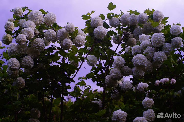 Калина розеум, крупномеры