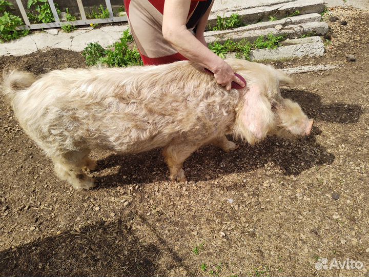 Хряк на племя