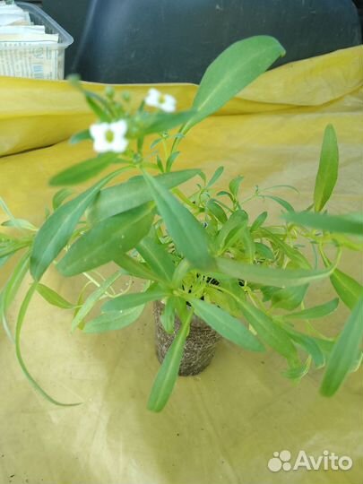 Продам рассаду