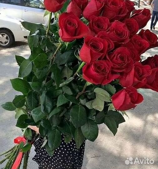 Розы гиганты 140 150 160 170 180 200