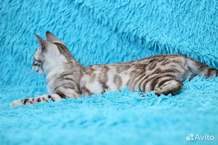 Девочка окрас серебро минк с пр. разведения 11 мес