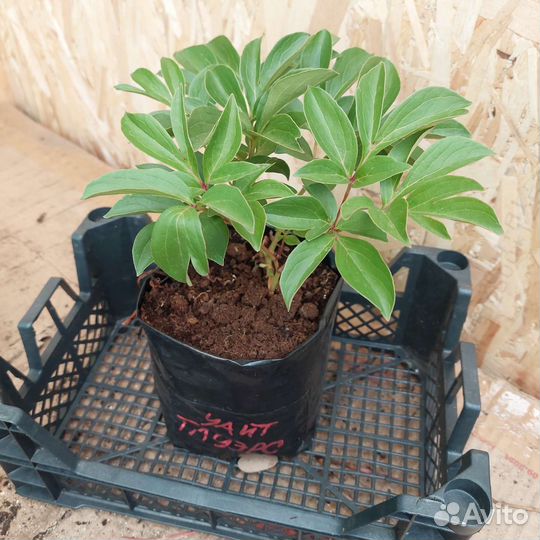 Уайт Тауэрс