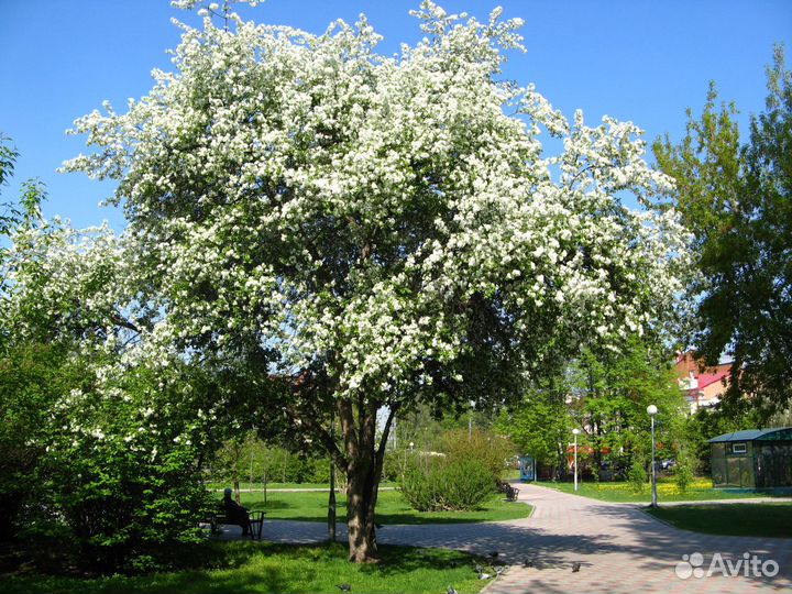 Семена Яблони сибирской