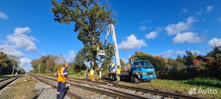 Вырубка, обрезка деревьев