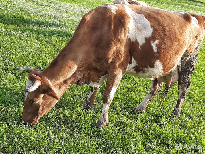 Продаю корову